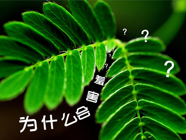 ҵĻռPPTģ3
